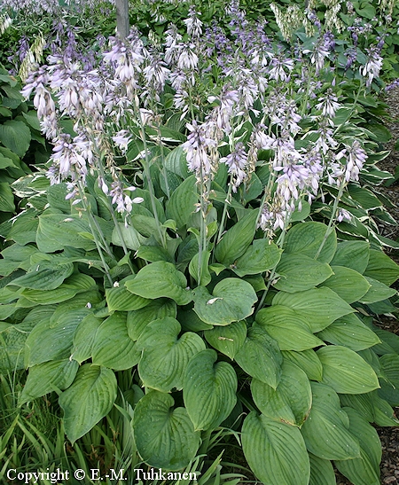 Hosta Fortunei-Ryhm 'Stenantha', komeakuunlilja